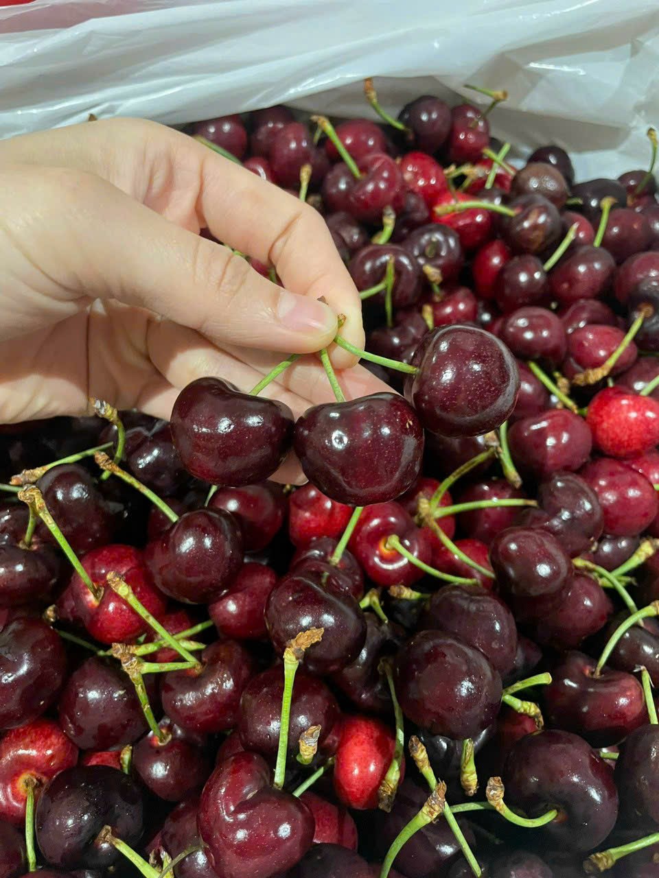 Cherry Mỹ đầu mùa - Giá theo ngày, xin mời liên hệ zalo để lấy giá ạ.